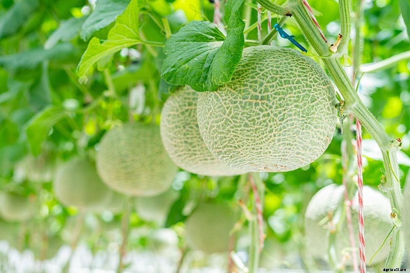 11 of the Best Cantaloupe Cultivars to Grow at Home