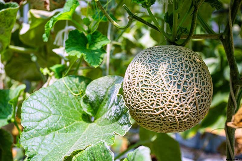 11 of the Best Cantaloupe Cultivars to Grow at Home