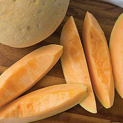 11 of the Best Cantaloupe Cultivars to Grow at Home