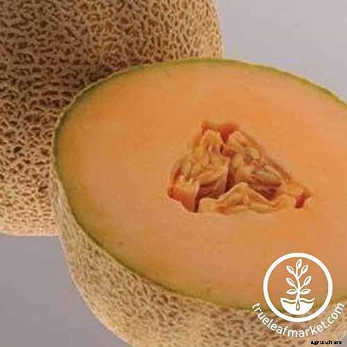 11 of the Best Cantaloupe Cultivars to Grow at Home