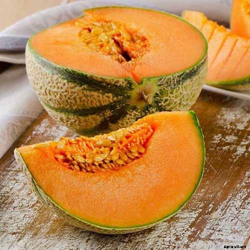 11 of the Best Cantaloupe Cultivars to Grow at Home