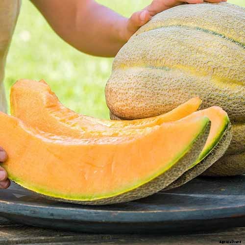 11 of the Best Cantaloupe Cultivars to Grow at Home