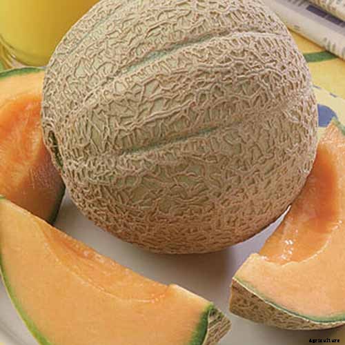 11 of the Best Cantaloupe Cultivars to Grow at Home