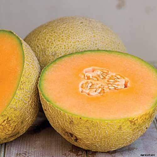 11 of the Best Cantaloupe Cultivars to Grow at Home