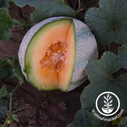 11 of the Best Cantaloupe Cultivars to Grow at Home