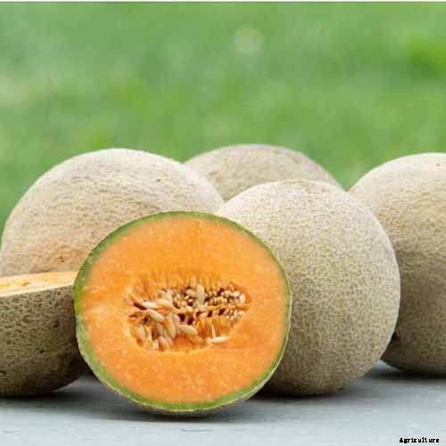 11 of the Best Cantaloupe Cultivars to Grow at Home