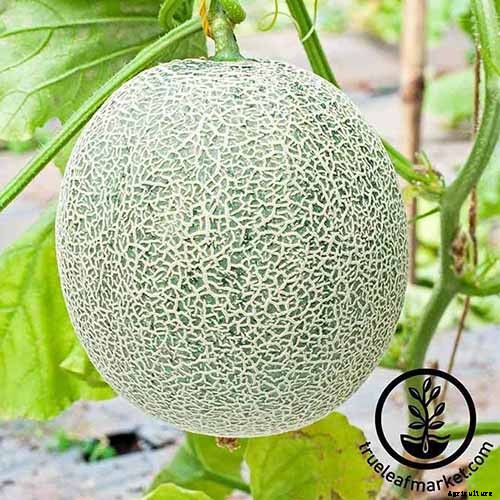 11 of the Best Cantaloupe Cultivars to Grow at Home