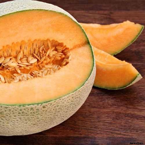 11 of the Best Cantaloupe Cultivars to Grow at Home