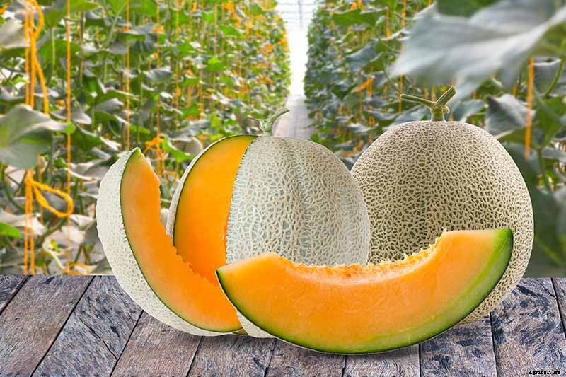 11 of the Best Cantaloupe Cultivars to Grow at Home