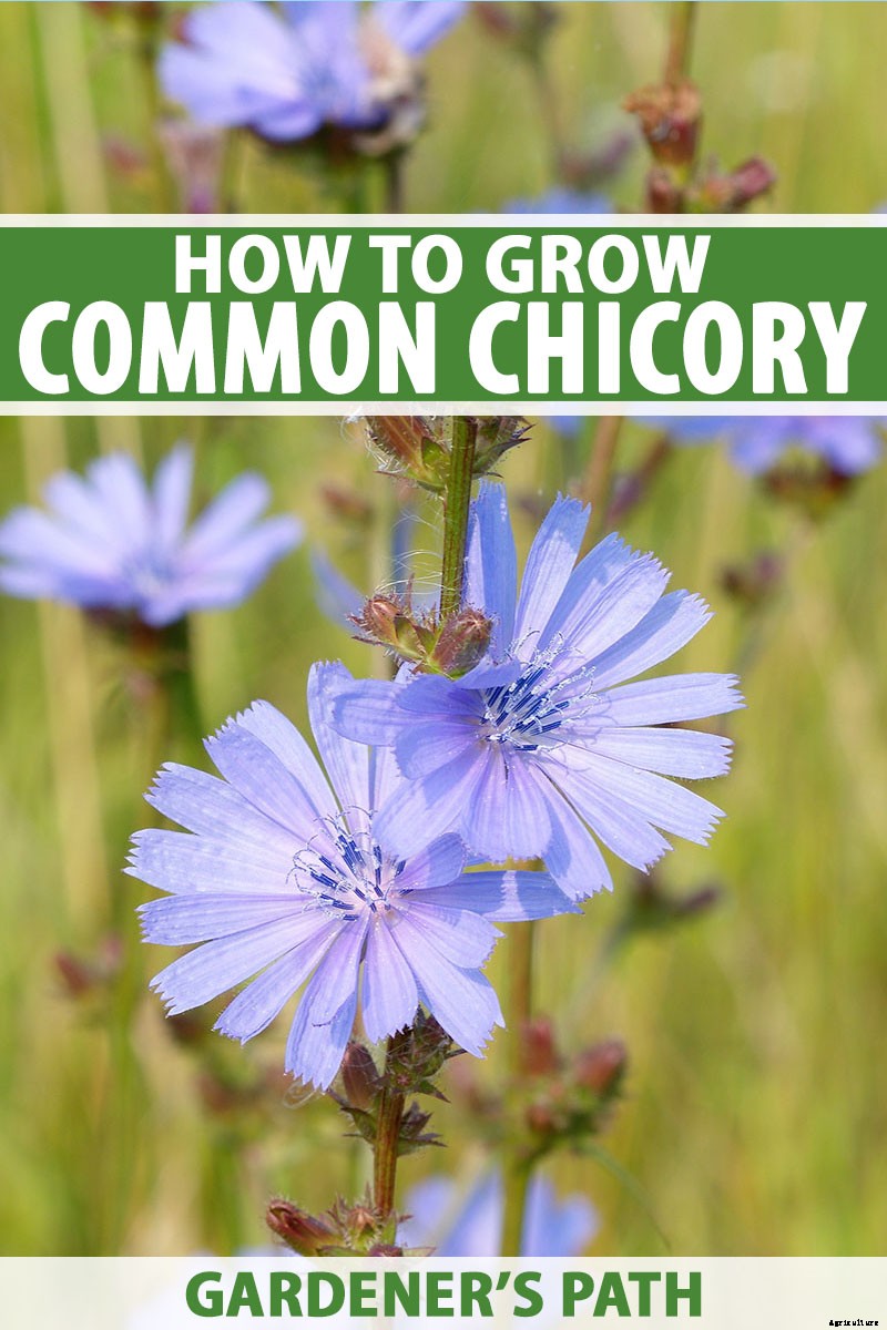 How to Grow Common Chicory