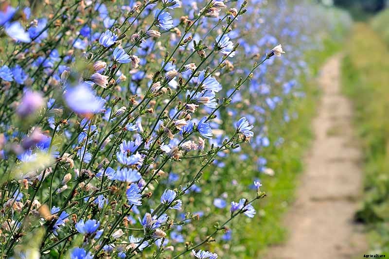 How to Grow Common Chicory