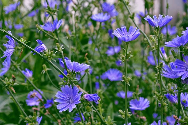 How to Grow Common Chicory