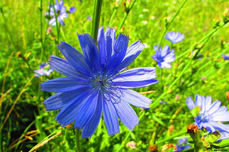 How to Grow Common Chicory