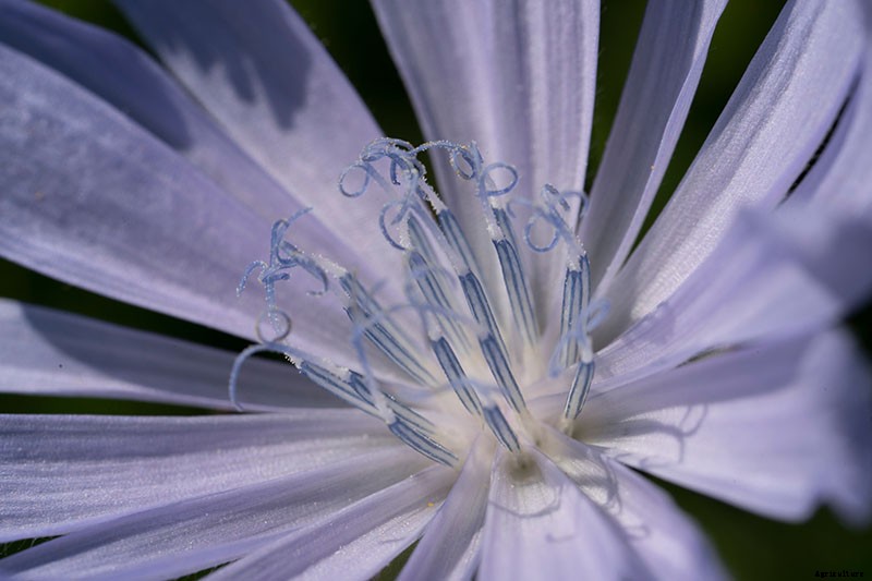 How to Grow Common Chicory