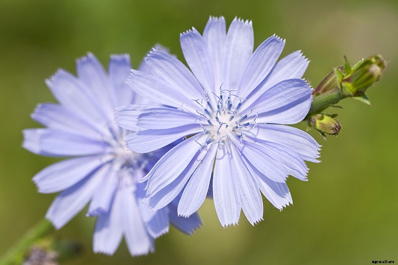How to Grow Common Chicory