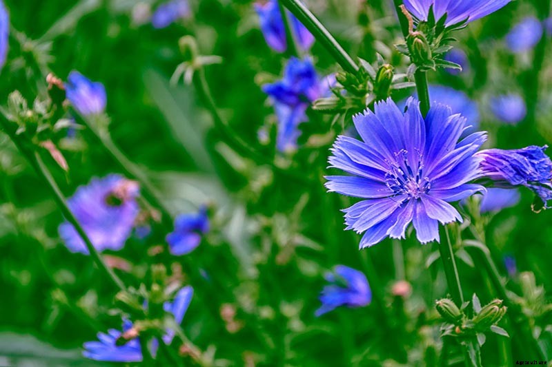 How to Grow Common Chicory