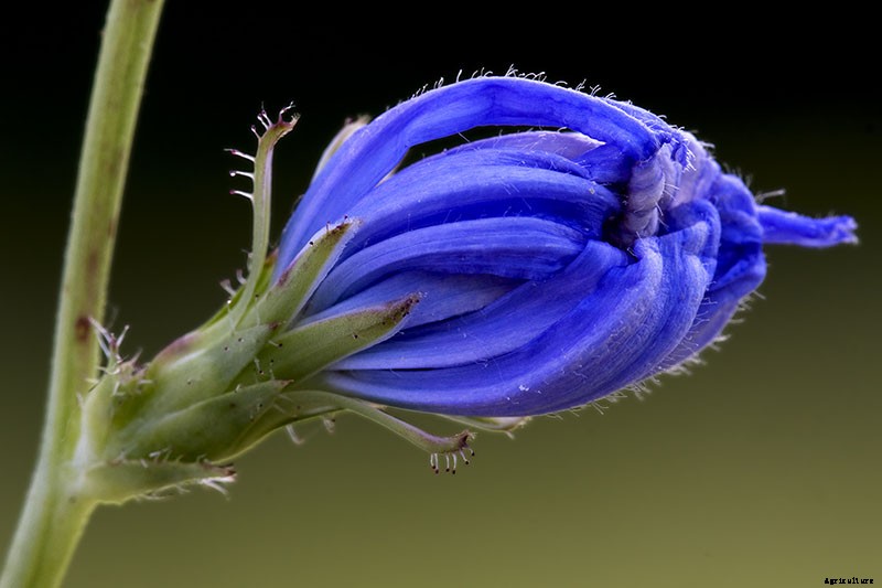 How to Grow Common Chicory