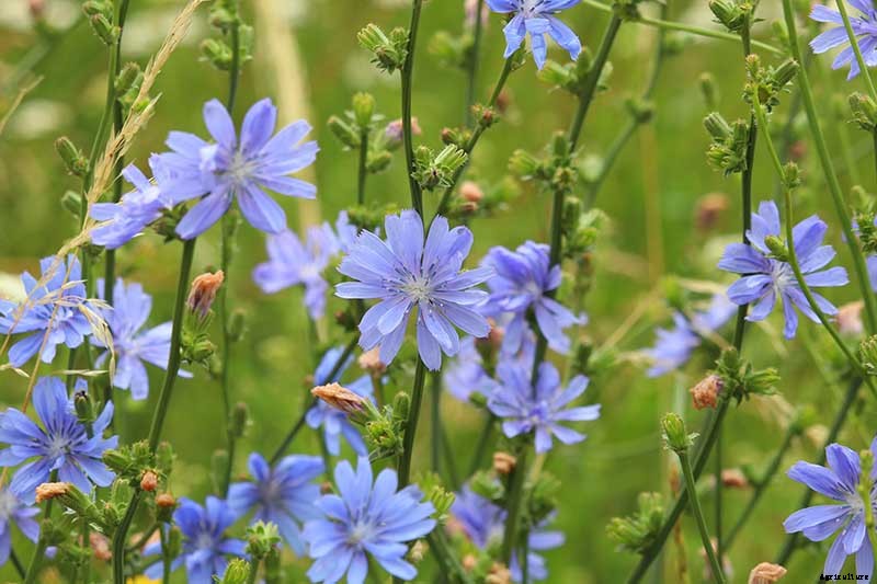 How to Grow Common Chicory