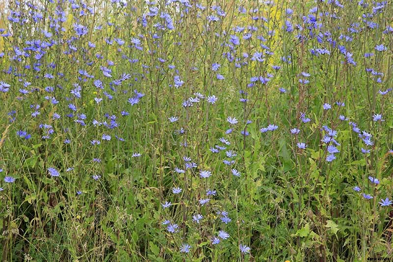How to Grow Common Chicory