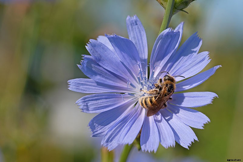 How to Grow Common Chicory