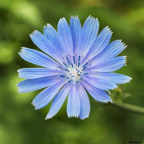 How to Grow Common Chicory