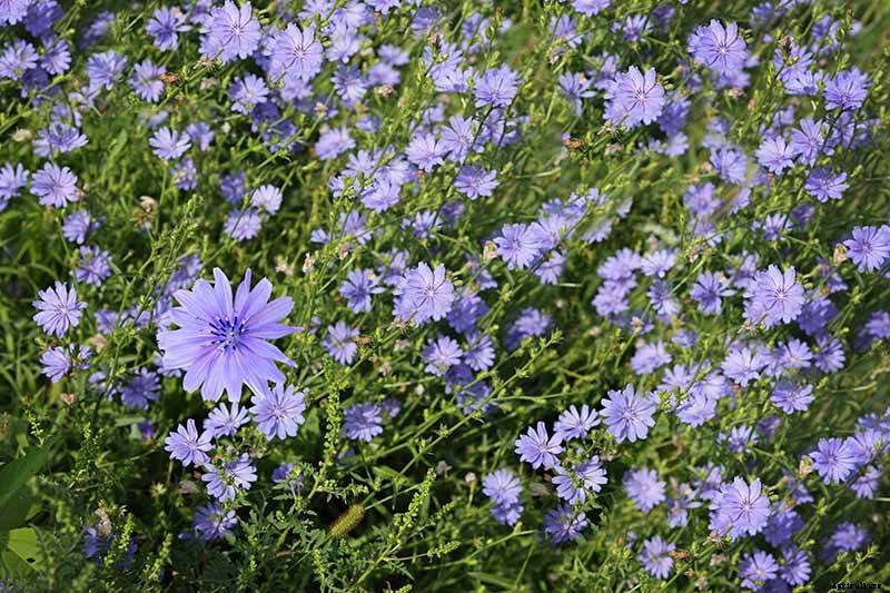 How to Grow Common Chicory