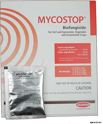 How to Grow Common Chicory