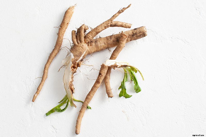 How to Grow Common Chicory