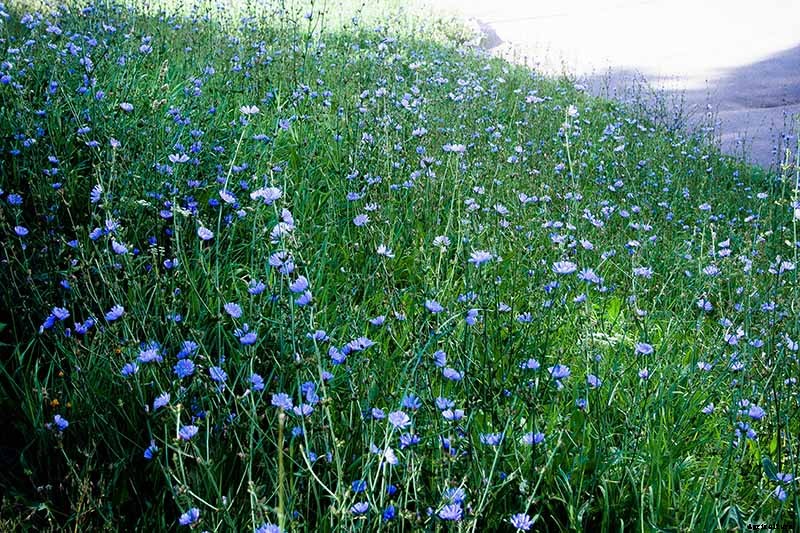 How to Grow Common Chicory
