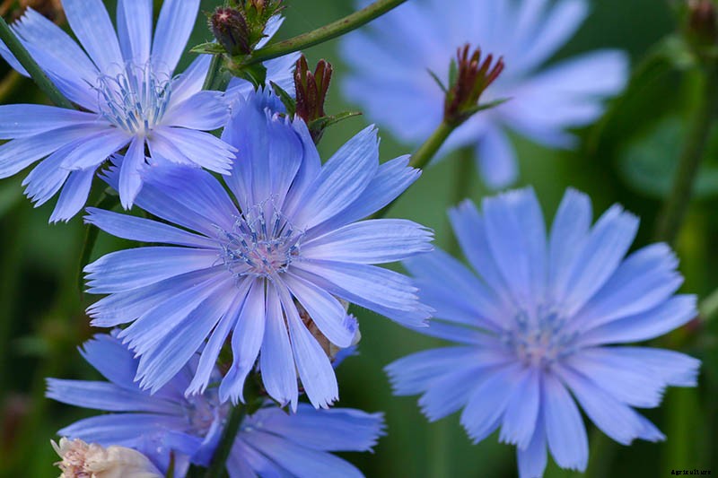 How to Grow Common Chicory
