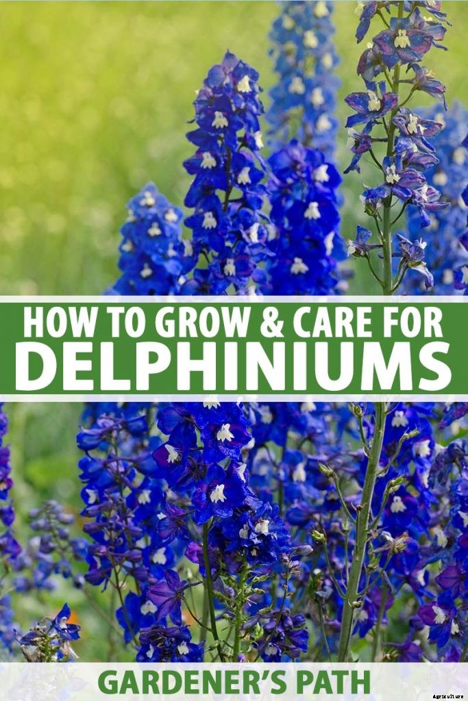 How to Grow and Care for Dreamy Delphiniums