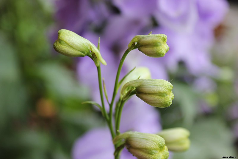 How to Grow and Care for Dreamy Delphiniums