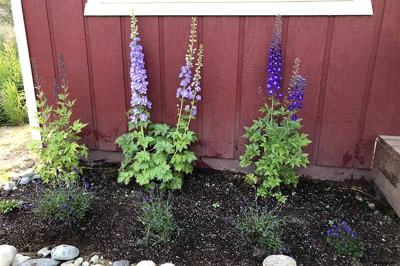 How to Grow and Care for Dreamy Delphiniums