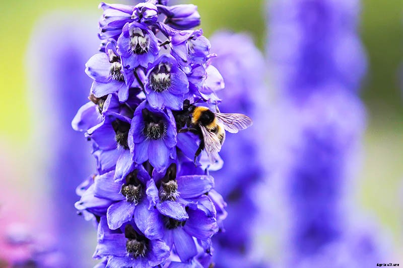 How to Grow and Care for Dreamy Delphiniums