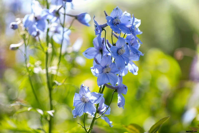 How to Grow and Care for Dreamy Delphiniums