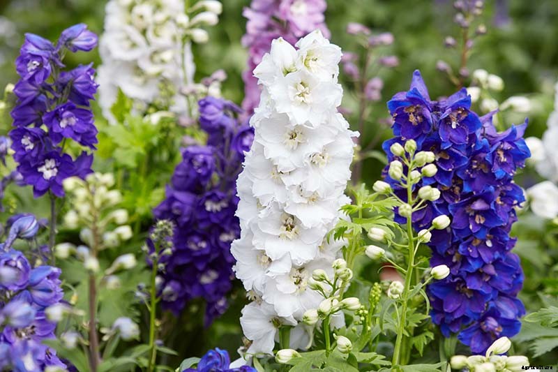 How to Grow and Care for Dreamy Delphiniums