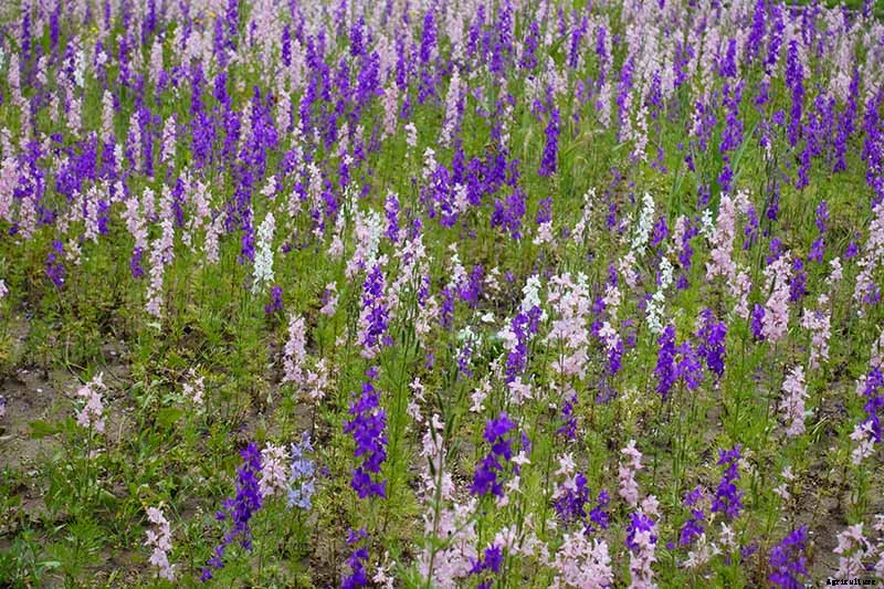 How to Grow and Care for Dreamy Delphiniums