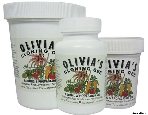 How to Grow and Care for Dreamy Delphiniums