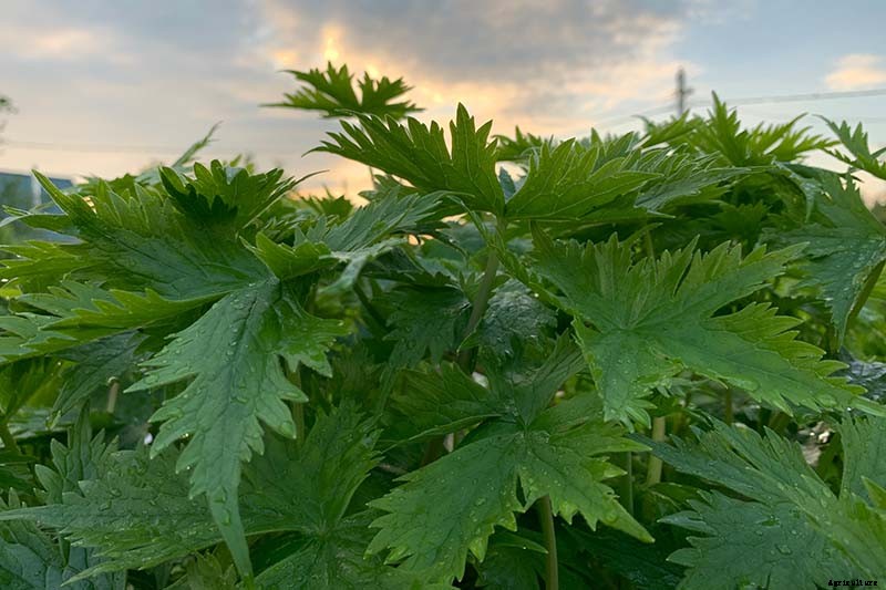 How to Grow and Care for Dreamy Delphiniums