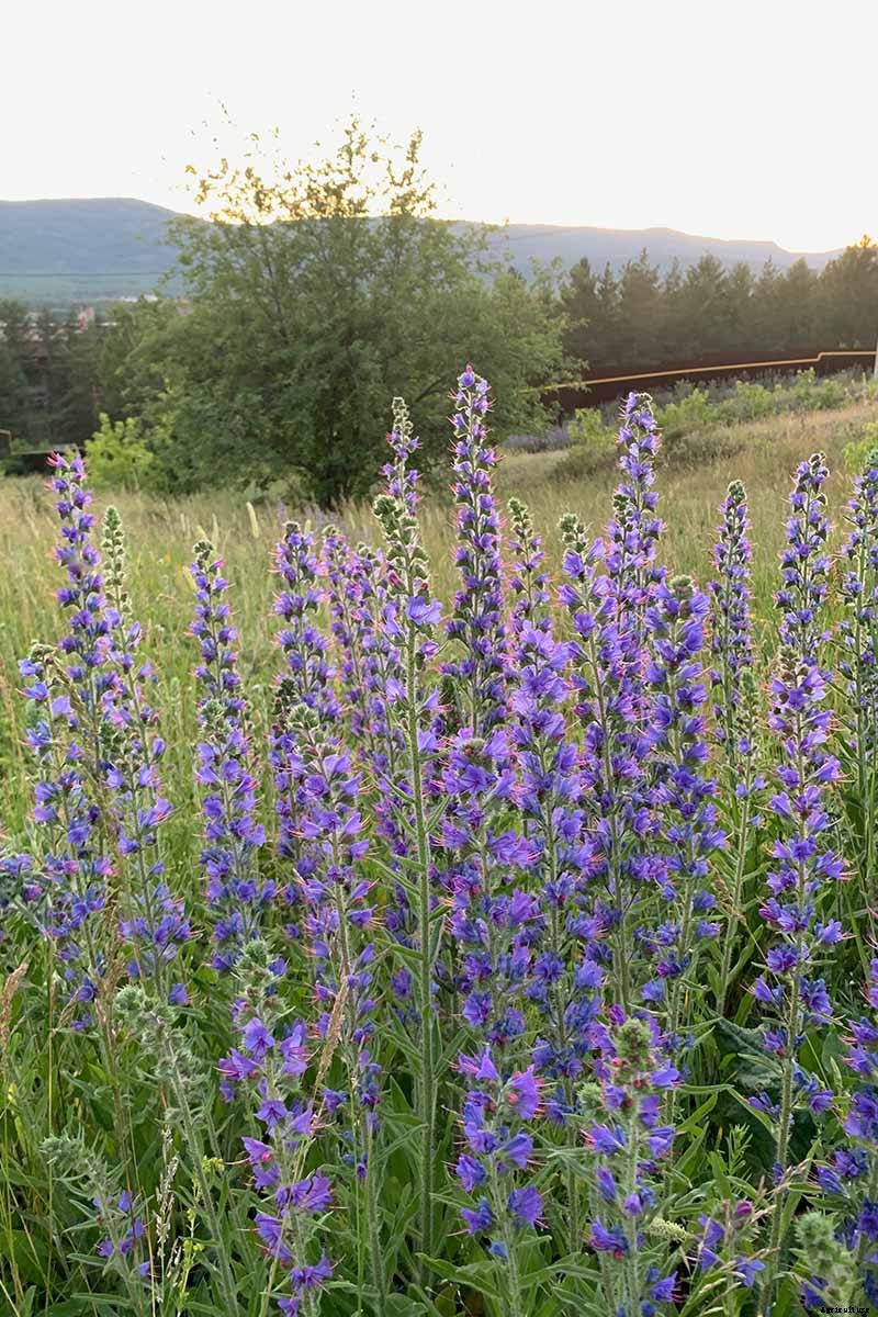 How to Grow and Care for Dreamy Delphiniums