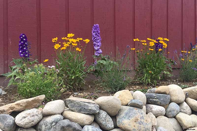 How to Grow and Care for Dreamy Delphiniums