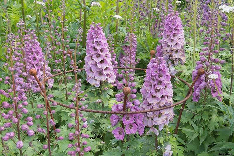 How to Grow and Care for Dreamy Delphiniums