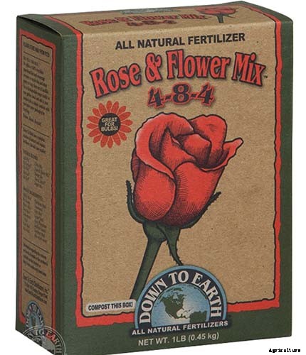 How to Grow and Care for Dreamy Delphiniums