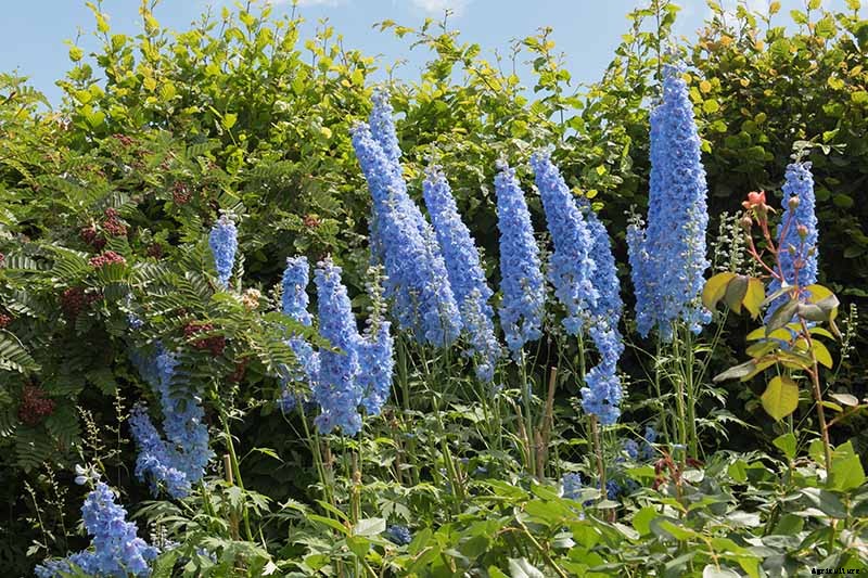 How to Grow and Care for Dreamy Delphiniums