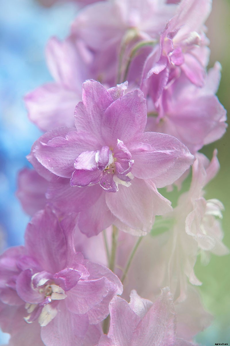 How to Grow and Care for Dreamy Delphiniums