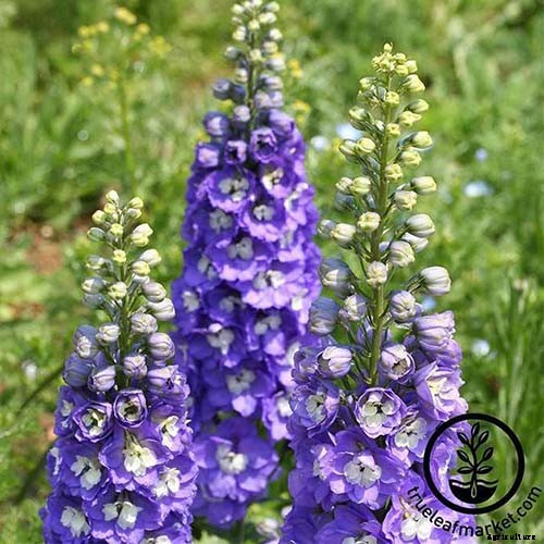 How to Grow and Care for Dreamy Delphiniums