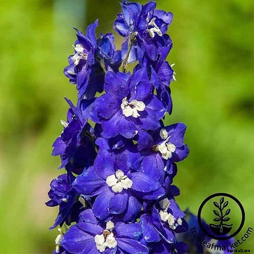 How to Grow and Care for Dreamy Delphiniums