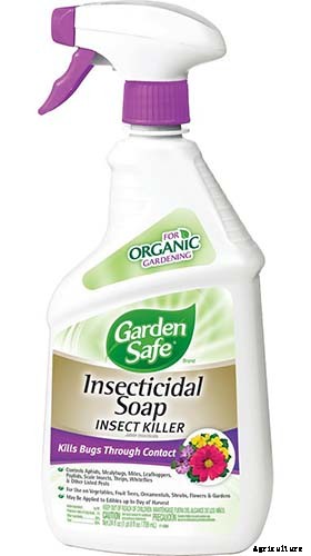 How to Grow and Care for Dreamy Delphiniums