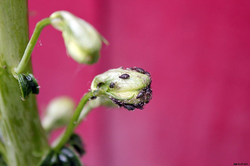 How to Grow and Care for Dreamy Delphiniums