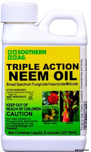 How to Grow and Care for Dreamy Delphiniums